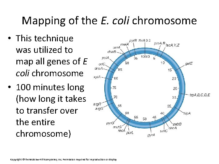 Mapping of the E. coli chromosome • This technique was utilized to map all