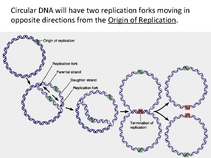 Circular DNA will have two replication forks moving in opposite directions from the Origin
