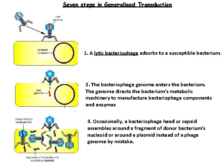 Seven steps in Generalised Transduction 1. A lytic bacteriophage adsorbs to a susceptible bacterium.