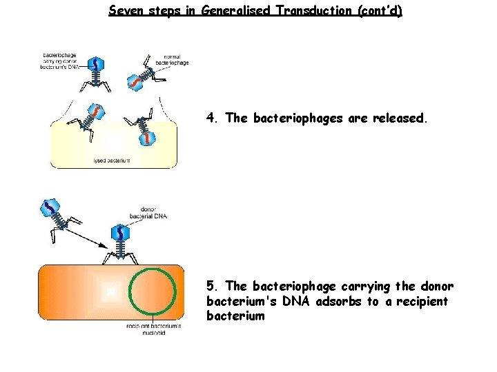 Seven steps in Generalised Transduction (cont’d) 4. The bacteriophages are released. 5. The bacteriophage