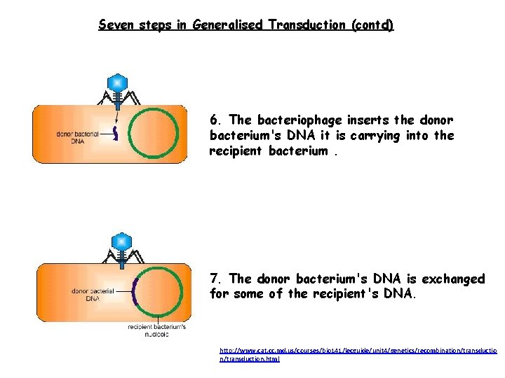 Seven steps in Generalised Transduction (contd) 6. The bacteriophage inserts the donor bacterium's DNA