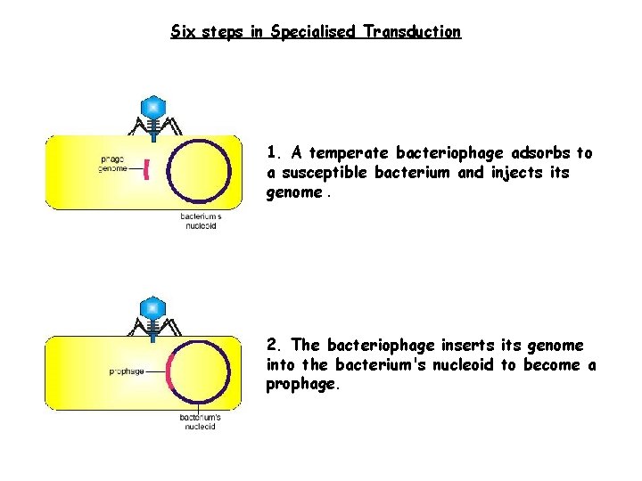 Six steps in Specialised Transduction 1. A temperate bacteriophage adsorbs to a susceptible bacterium
