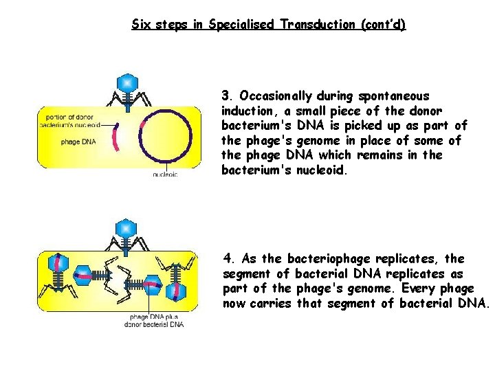 Six steps in Specialised Transduction (cont’d) 3. Occasionally during spontaneous induction, a small piece