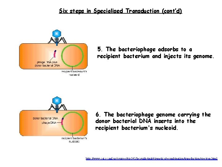 Six steps in Specialised Transduction (cont’d) 5. The bacteriophage adsorbs to a recipient bacterium