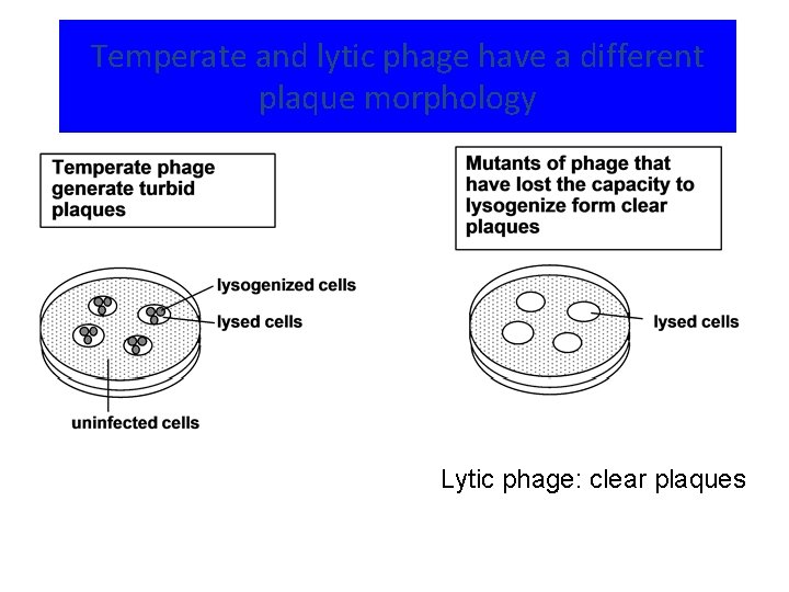 Temperate and lytic phage have a different plaque morphology Lytic phage: clear plaques 