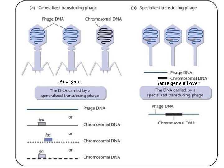 Any gene Same gene all over 