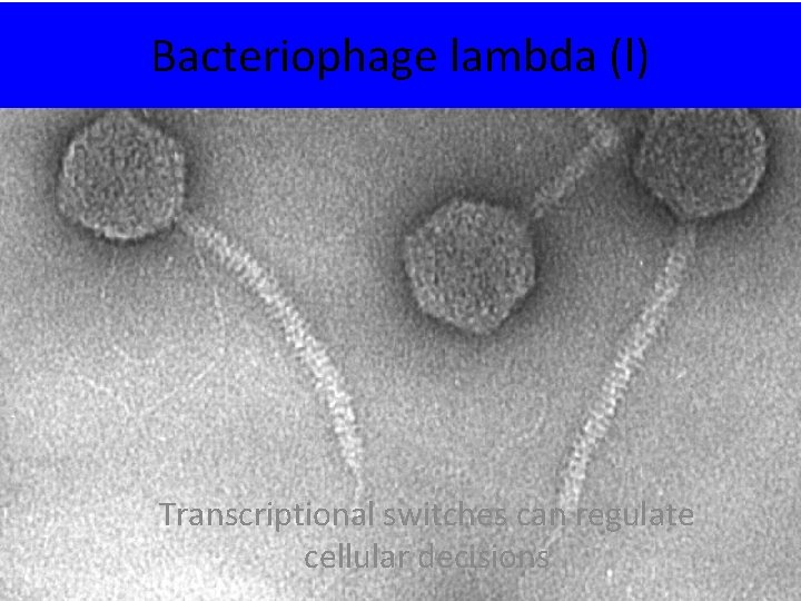 Bacteriophage lambda (l) Transcriptional switches can regulate cellular decisions 