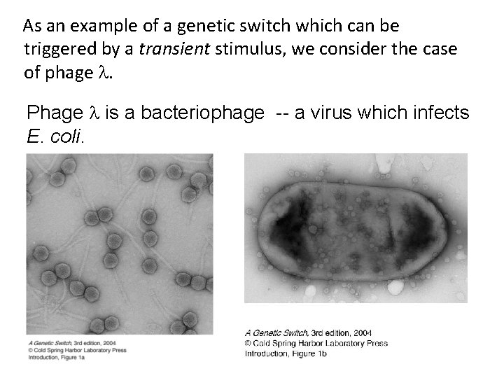 As an example of a genetic switch which can be triggered by a transient