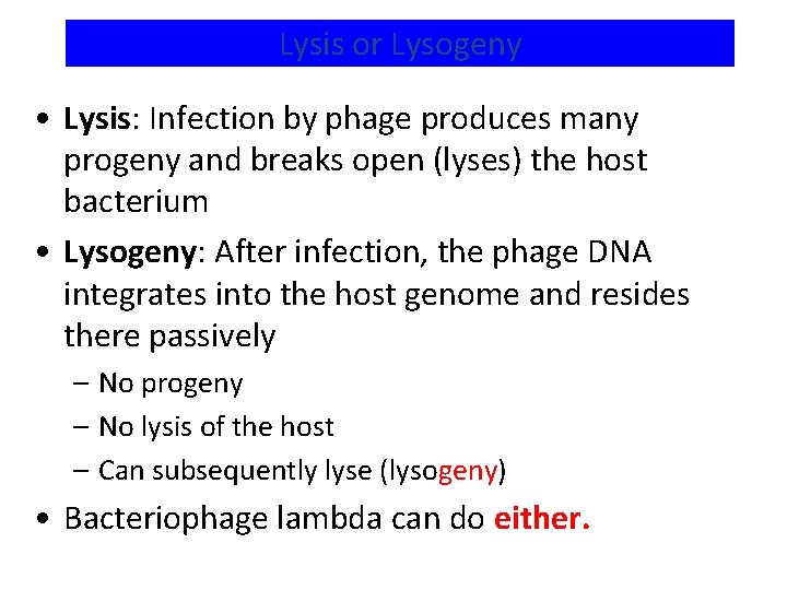Lysis or Lysogeny • Lysis: Infection by phage produces many progeny and breaks open
