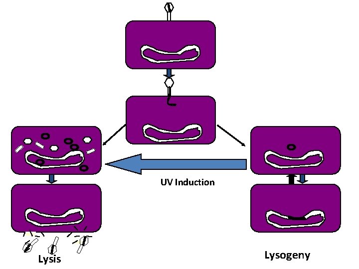 UV Induction Lysis Lysogeny 