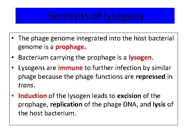 Elements of lysogeny • The phage genome integrated into the host bacterial genome is