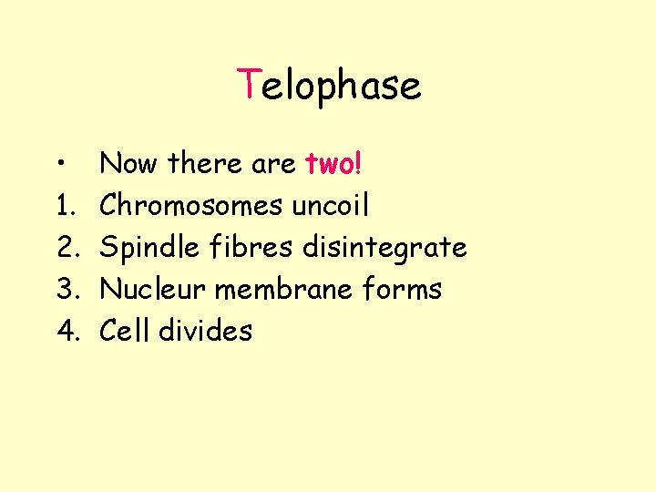 Telophase • 1. 2. 3. 4. Now there are two! Chromosomes uncoil Spindle fibres