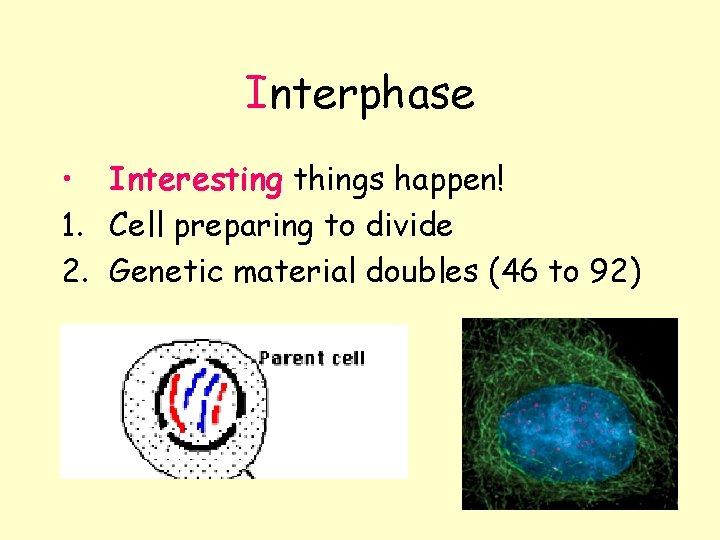 Interphase • Interesting things happen! 1. Cell preparing to divide 2. Genetic material doubles