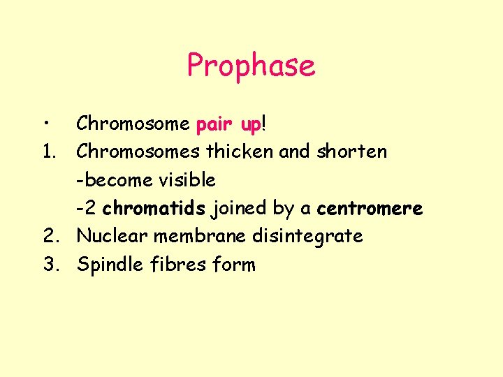 Prophase • Chromosome pair up! 1. Chromosomes thicken and shorten -become visible -2 chromatids