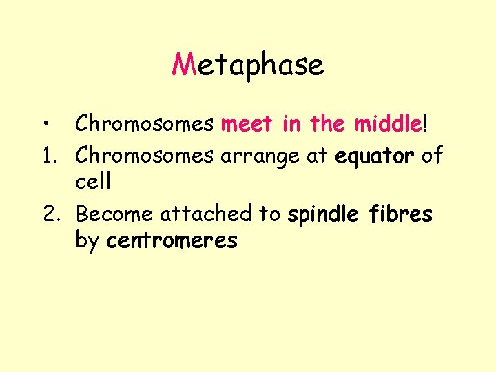 Metaphase • Chromosomes meet in the middle! 1. Chromosomes arrange at equator of cell