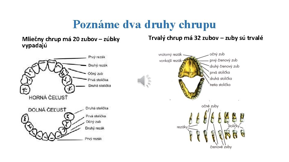 Poznáme dva druhy chrupu Mliečny chrup má 20 zubov – zúbky vypadajú Trvalý chrup