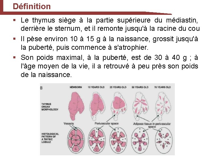 Définition § Le thymus siège à la partie supérieure du médiastin, derrière le sternum,
