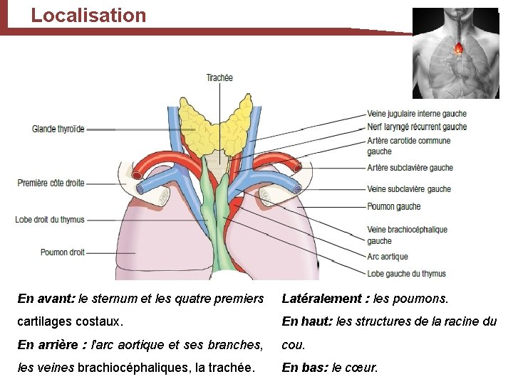 Localisation En avant: le sternum et les quatre premiers Latéralement : les poumons. cartilages