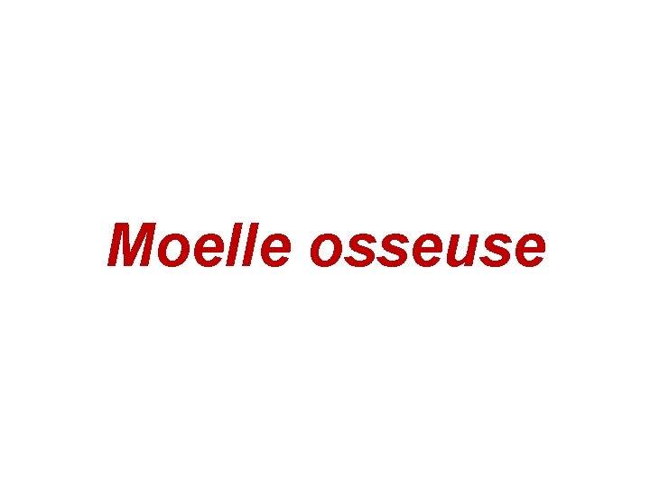 Moelle osseuse 