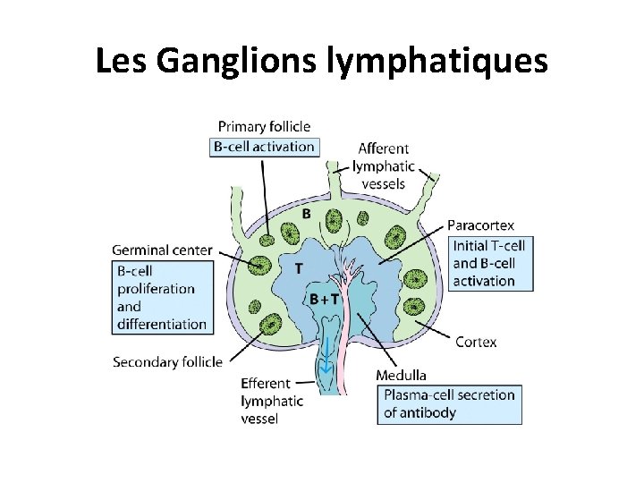 Les Ganglions lymphatiques 