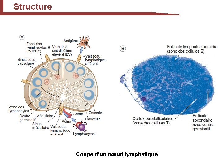 Structure Coupe d'un nœud lymphatique 