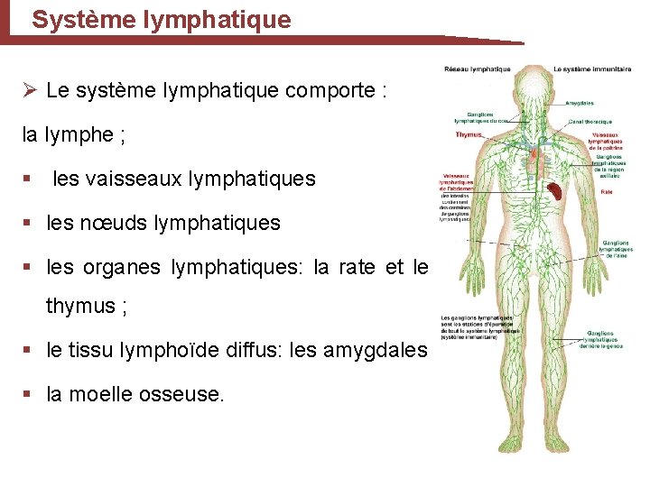 Système lymphatique Ø Le système lymphatique comporte : la lymphe ; § les vaisseaux