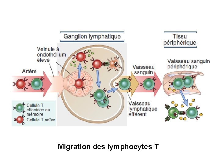 Migration des lymphocytes T 