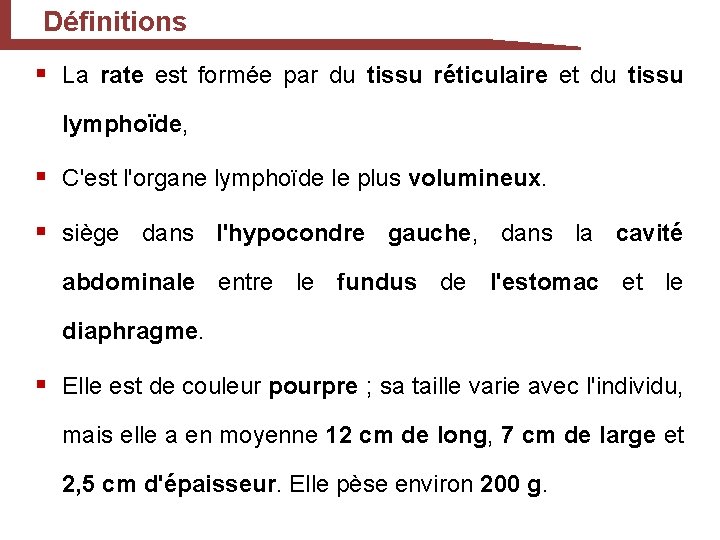 Définitions § La rate est formée par du tissu réticulaire et du tissu lymphoïde,