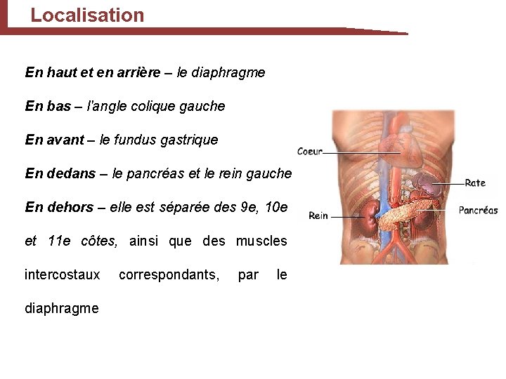 Localisation En haut et en arrière – le diaphragme En bas – l'angle colique