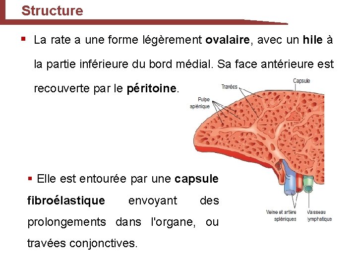 Structure § La rate a une forme légèrement ovalaire, avec un hile à la