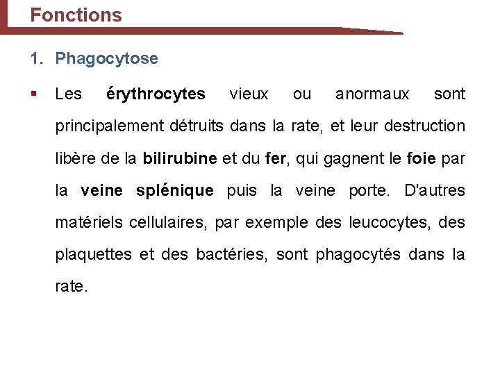 Fonctions 1. Phagocytose § Les érythrocytes vieux ou anormaux sont principalement détruits dans la