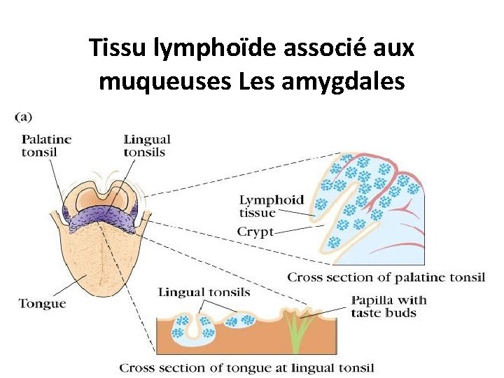 Tissu lymphoïde associé aux muqueuses Les amygdales 