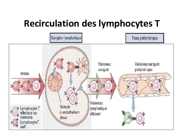 Recirculation des lymphocytes T 