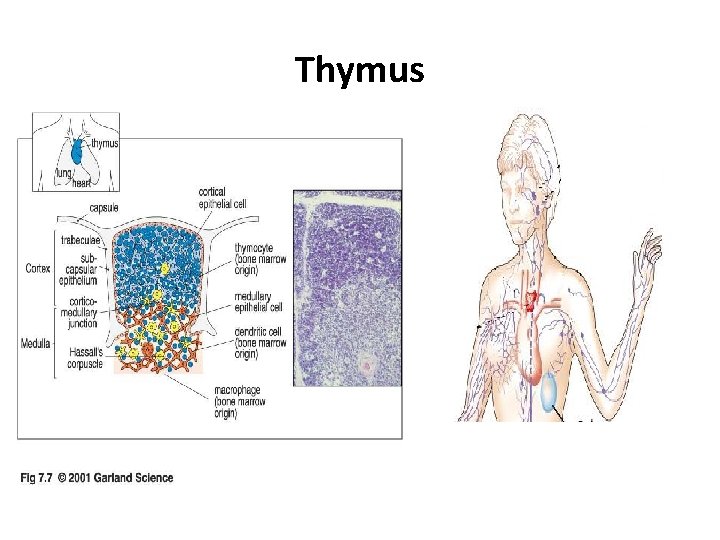 Thymus 