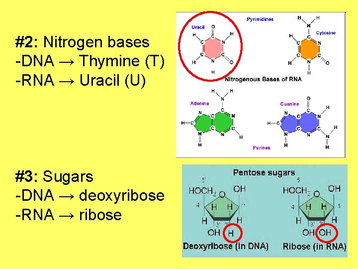 #2: Nitrogen bases -DNA → Thymine (T) -RNA → Uracil (U) #3: Sugars -DNA