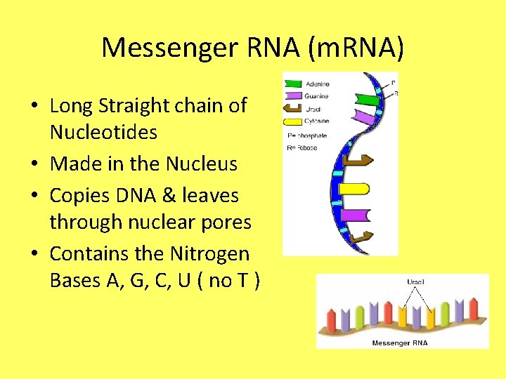 Messenger RNA (m. RNA) • Long Straight chain of Nucleotides • Made in the