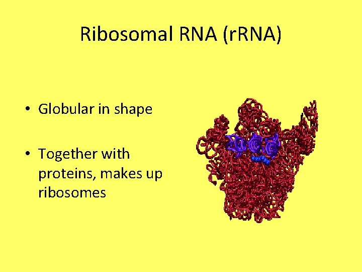 Ribosomal RNA (r. RNA) • Globular in shape • Together with proteins, makes up