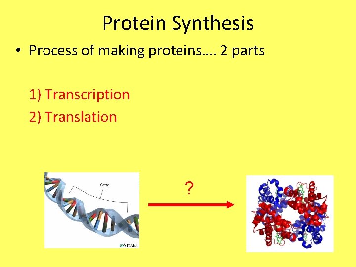 Protein Synthesis • Process of making proteins…. 2 parts 1) Transcription 2) Translation ?