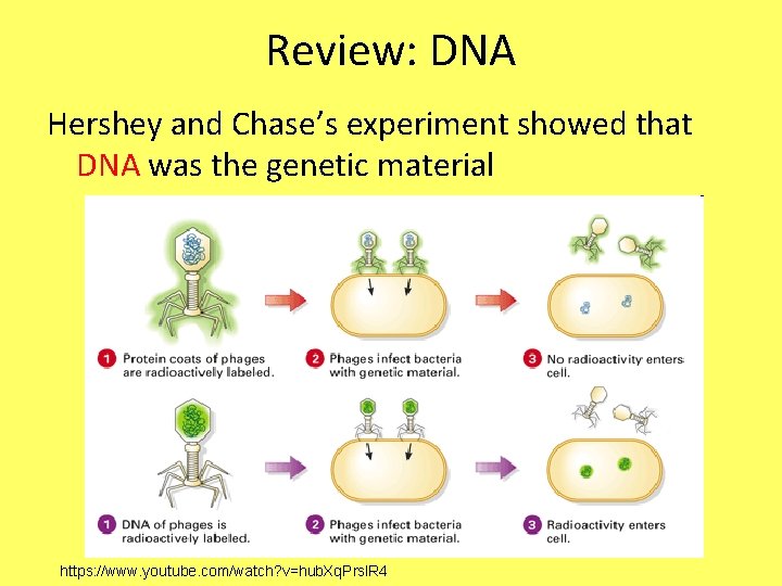 Review: DNA Hershey and Chase’s experiment showed that DNA was the genetic material https: