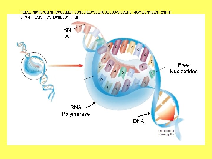 https: //highered. mheducation. com/sites/9834092339/student_view 0/chapter 15/mrn a_synthesis__transcription_. html RN A Free Nucleotides RNA Polymerase
