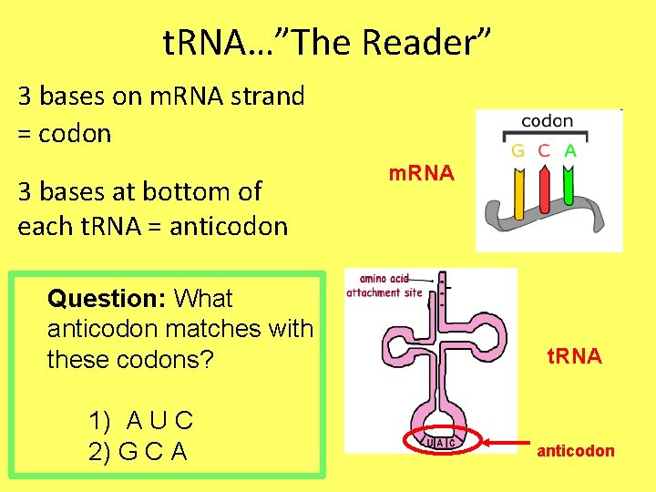 t. RNA…”The Reader” 3 bases on m. RNA strand = codon 3 bases at