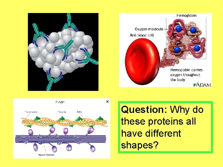 Question: Why do these proteins all have different shapes? 