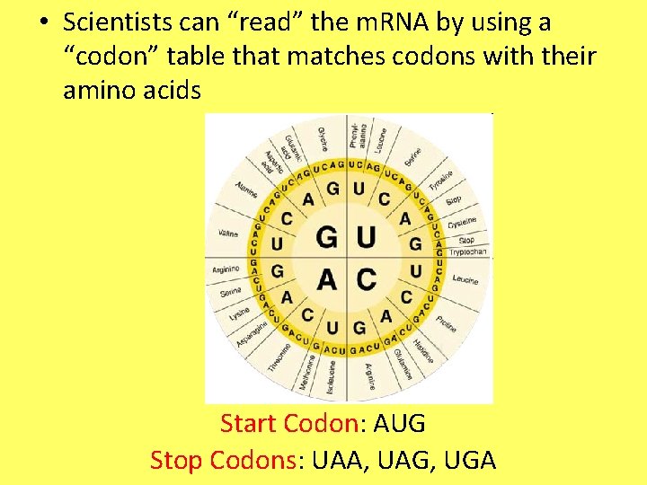  • Scientists can “read” the m. RNA by using a “codon” table that