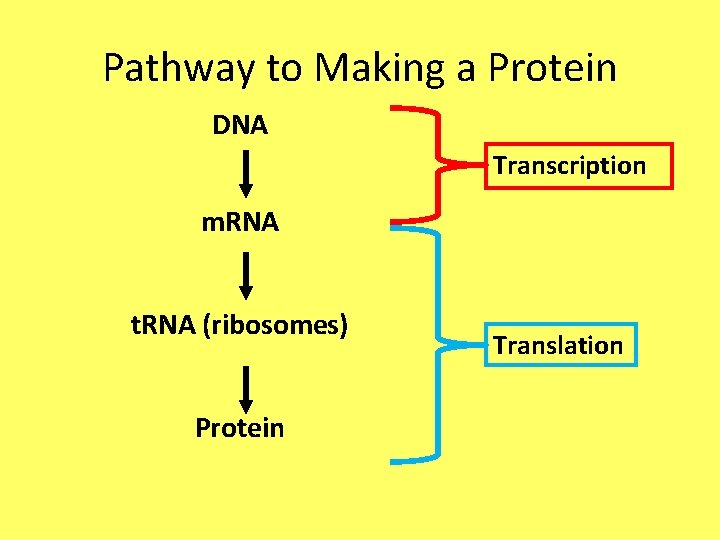 Pathway to Making a Protein DNA Transcription m. RNA t. RNA (ribosomes) Protein Translation