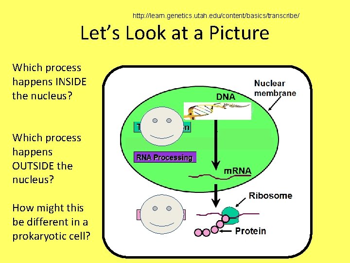 http: //learn. genetics. utah. edu/content/basics/transcribe/ Let’s Look at a Picture Which process happens INSIDE