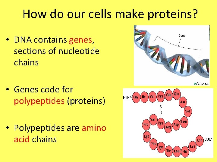 How do our cells make proteins? • DNA contains genes, sections of nucleotide chains