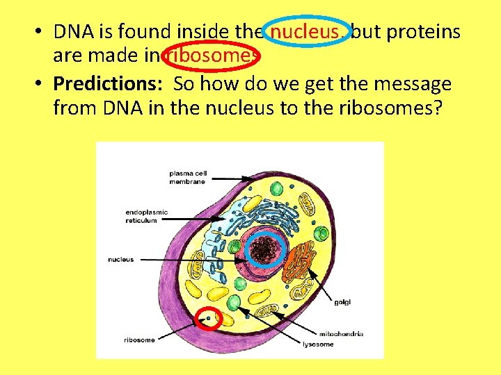  • DNA is found inside the nucleus, but proteins are made in ribosomes