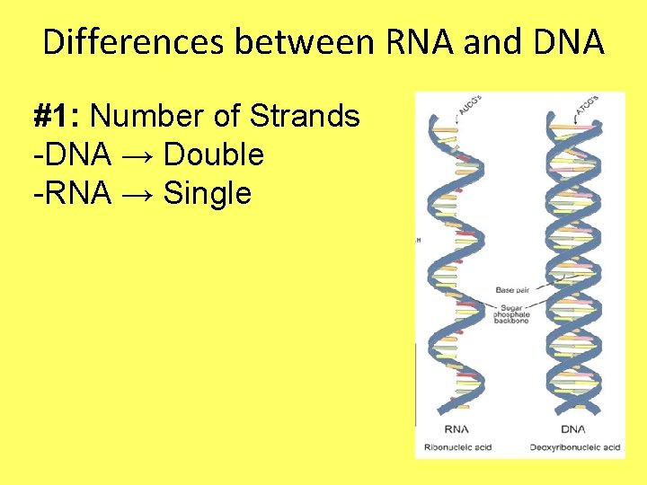 Differences between RNA and DNA #1: Number of Strands -DNA → Double -RNA →