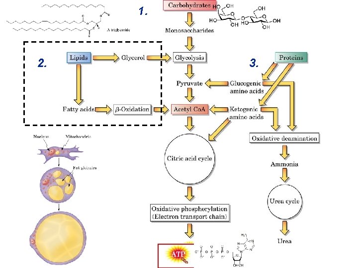 Chapter 27 continued Specific Catabolic Pathways Carbohydrate Lipid