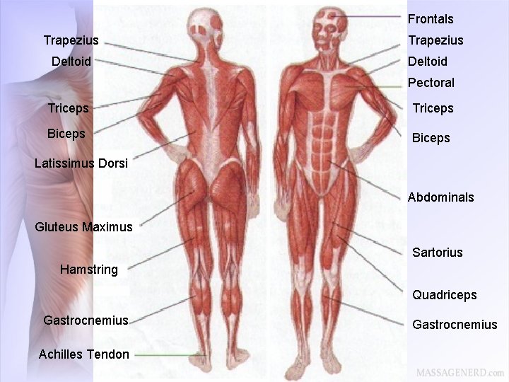 Frontals Trapezius Deltoid Pectoral Triceps Biceps Latissimus Dorsi Abdominals Gluteus Maximus Sartorius Hamstring Quadriceps